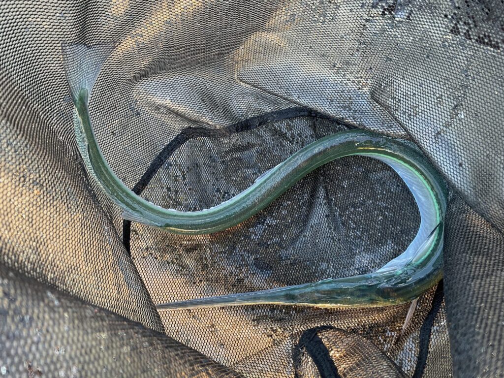 アジングで釣ったダツの写真。