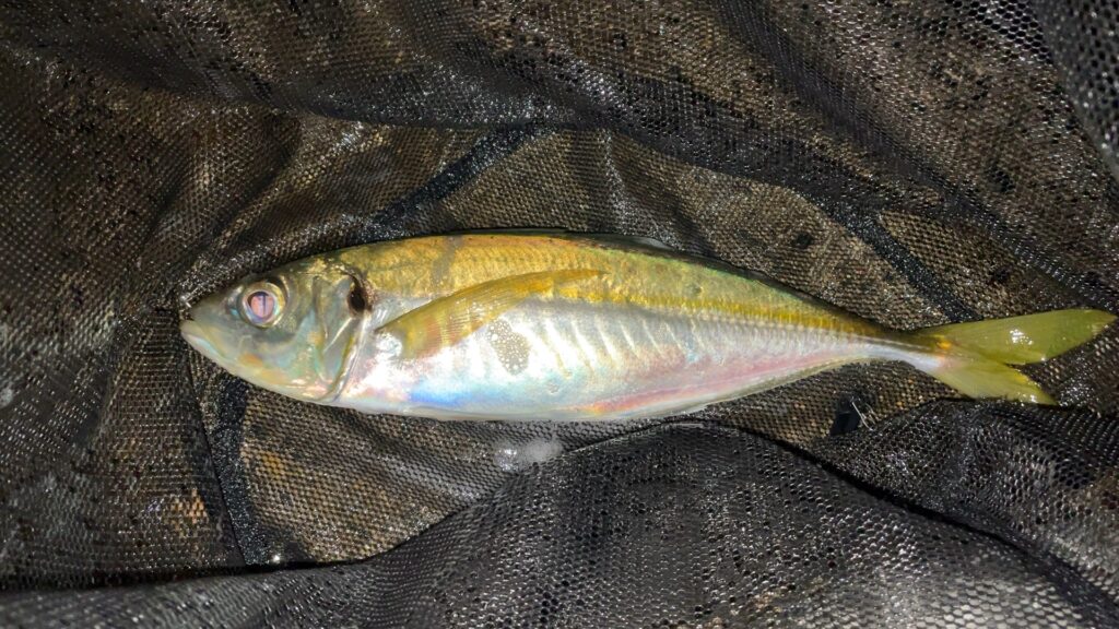 2025年冬の尺アジの写真。