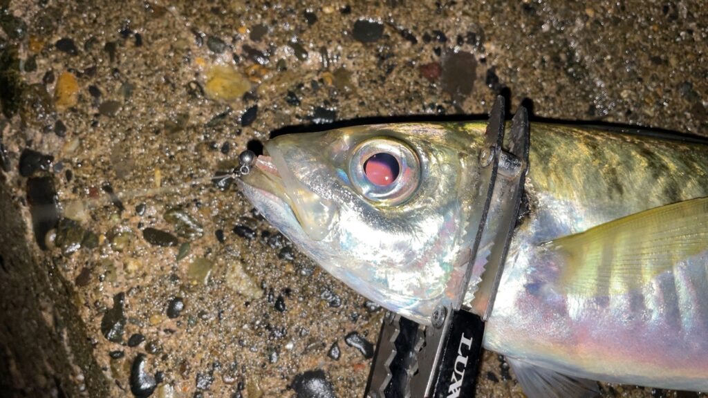 2025年冬のアジングで釣った尺アジの写真。