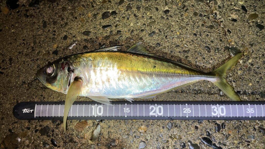 柏崎で釣った尺アジの写真。