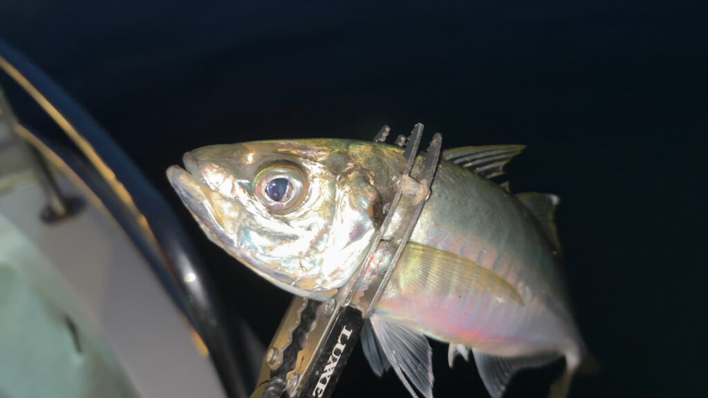 2026年新潟東港バチコンアジング